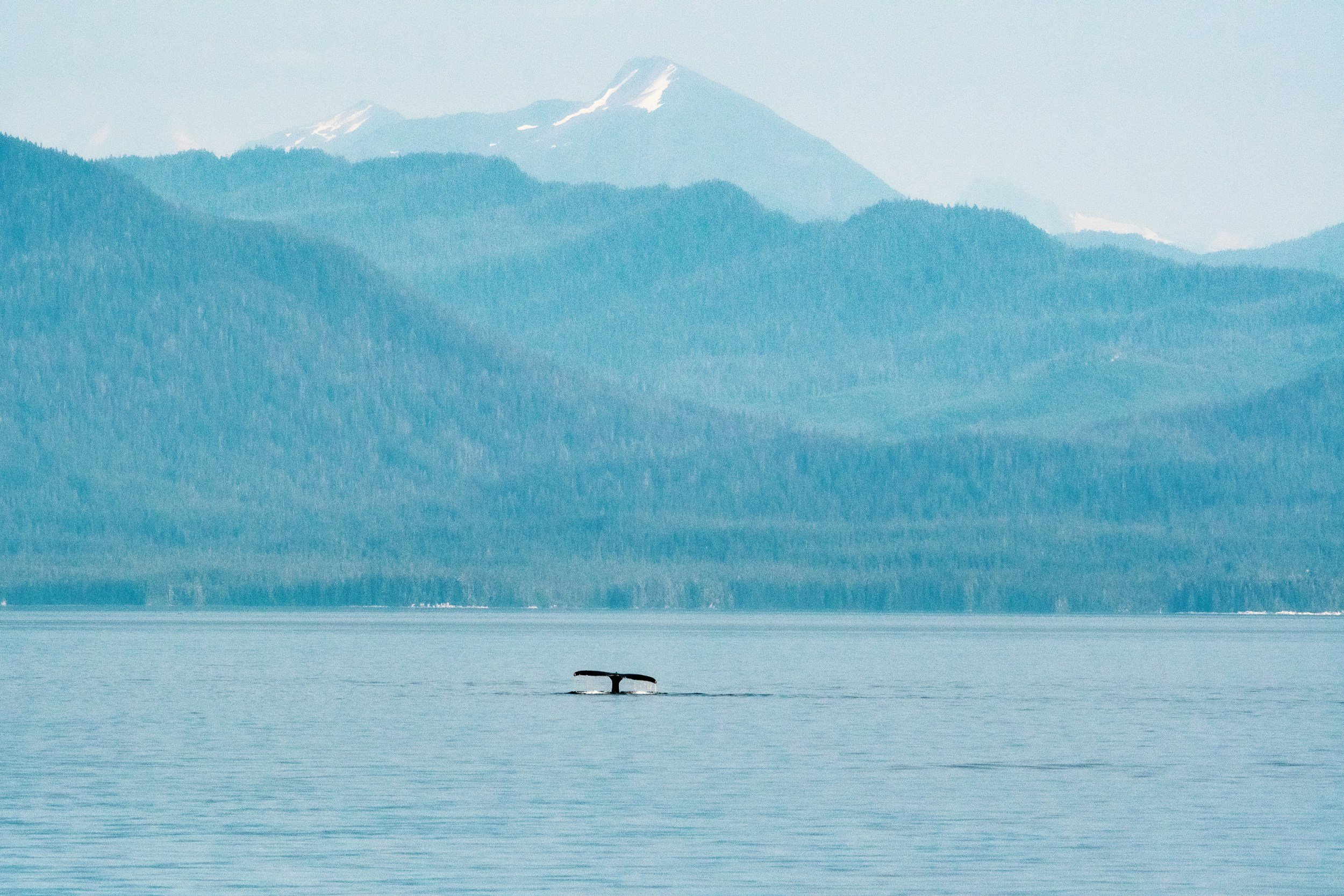 A humpback whale's tail above calm water with blue mountains behind