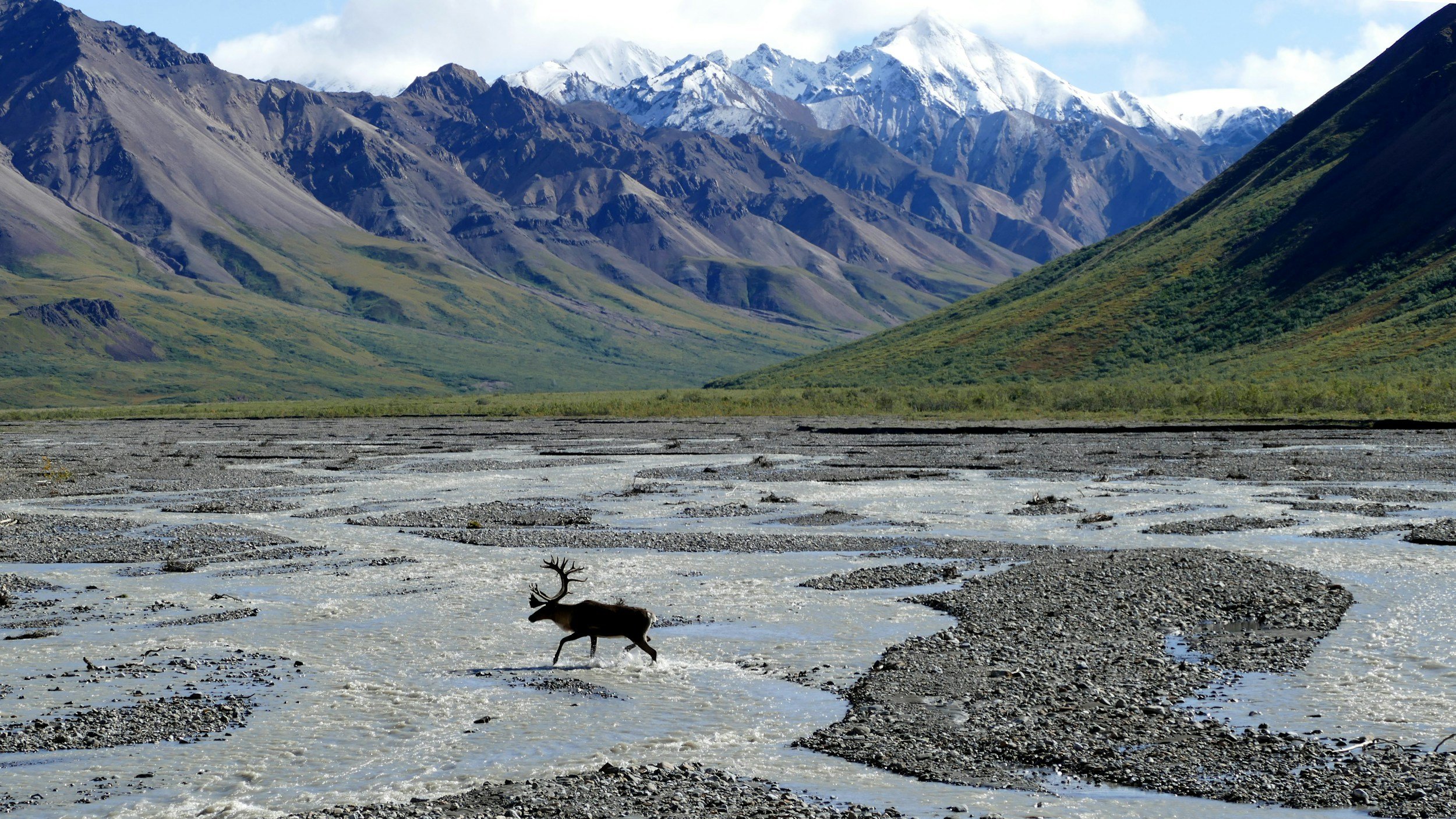 A caribou crossing a braided river bar below snow-streaked Alaska Range peaks
