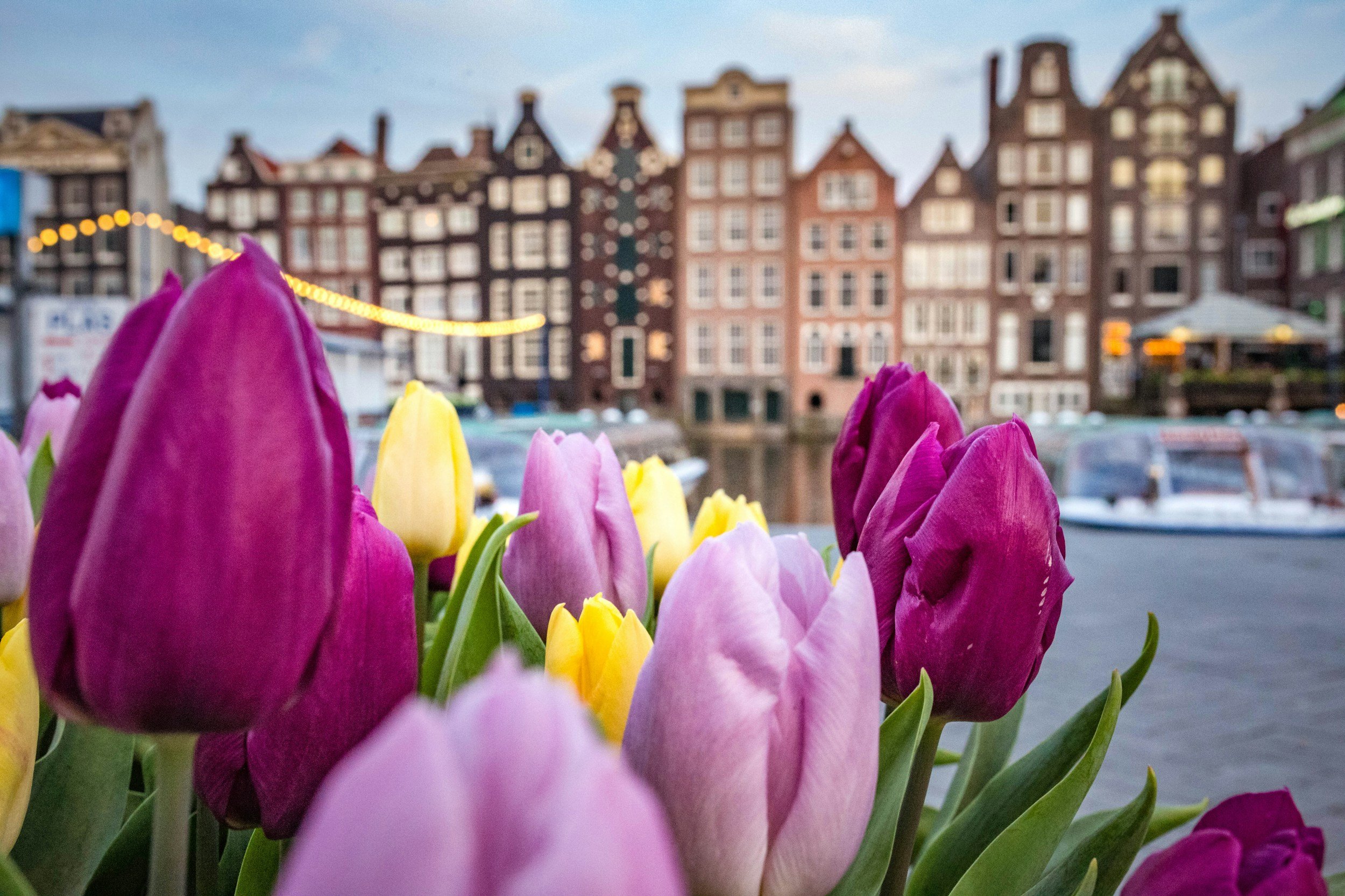 Purple and yellow tulips in front of a row of Amsterdam canal houses
