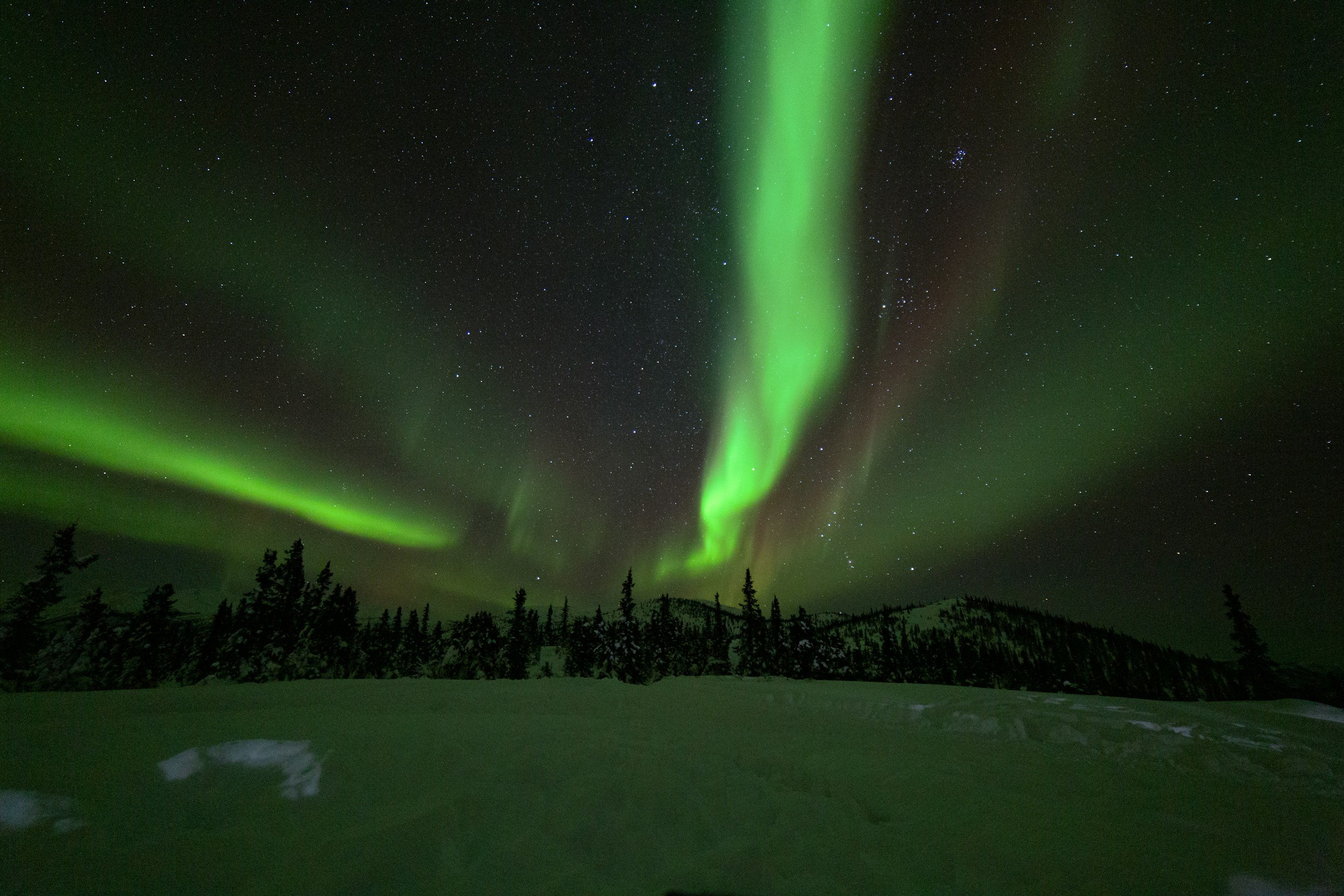 Green northern lights arcing over a snowy field and spruce trees