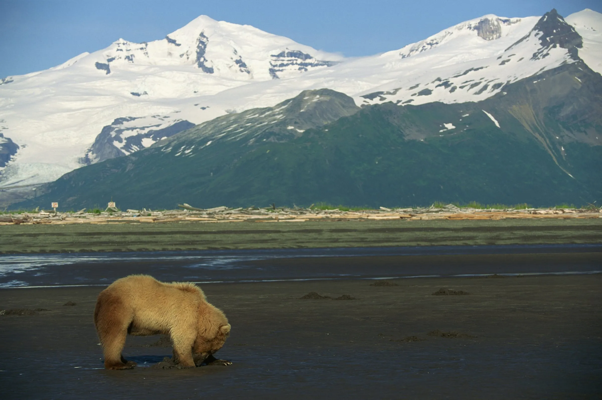 Snow-capped peaks reflected in calm water along the Alaskan coast