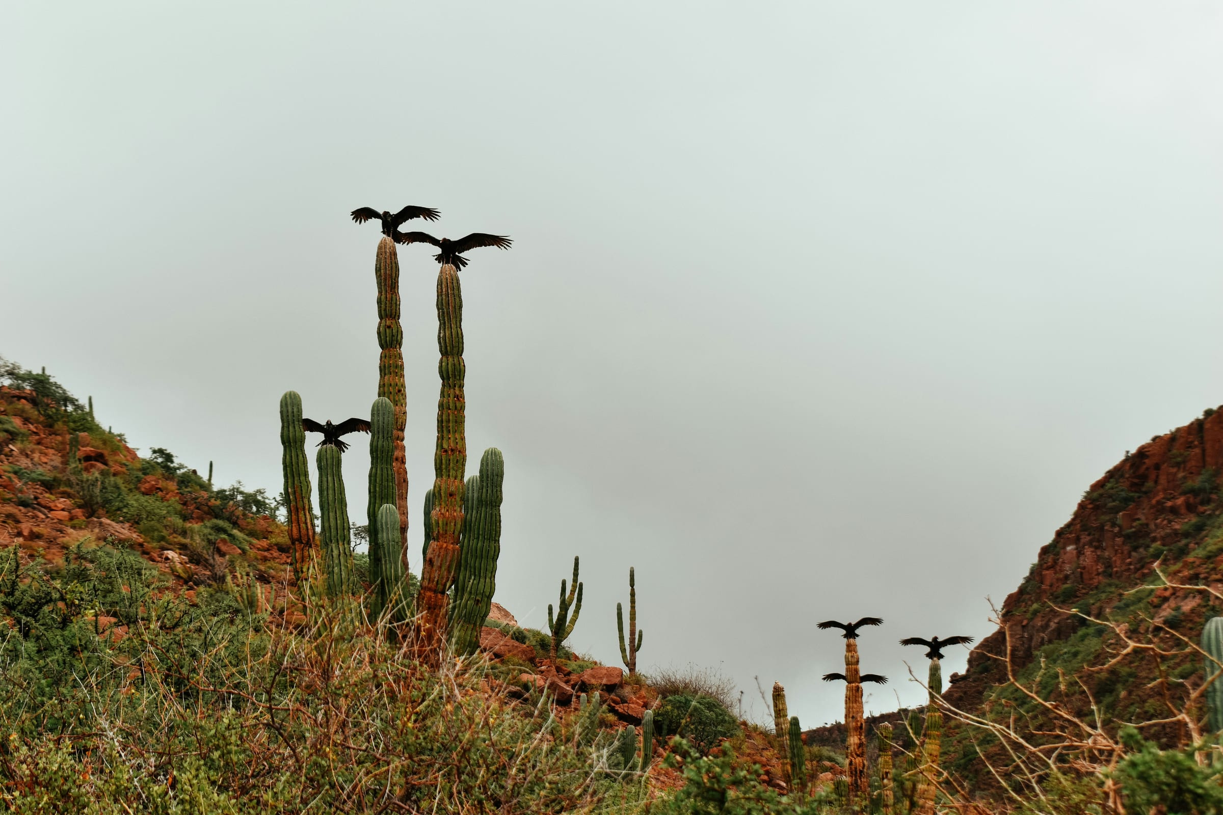 Desert mountains meeting the calm blue waters of the Sea of Cortez in Baja California