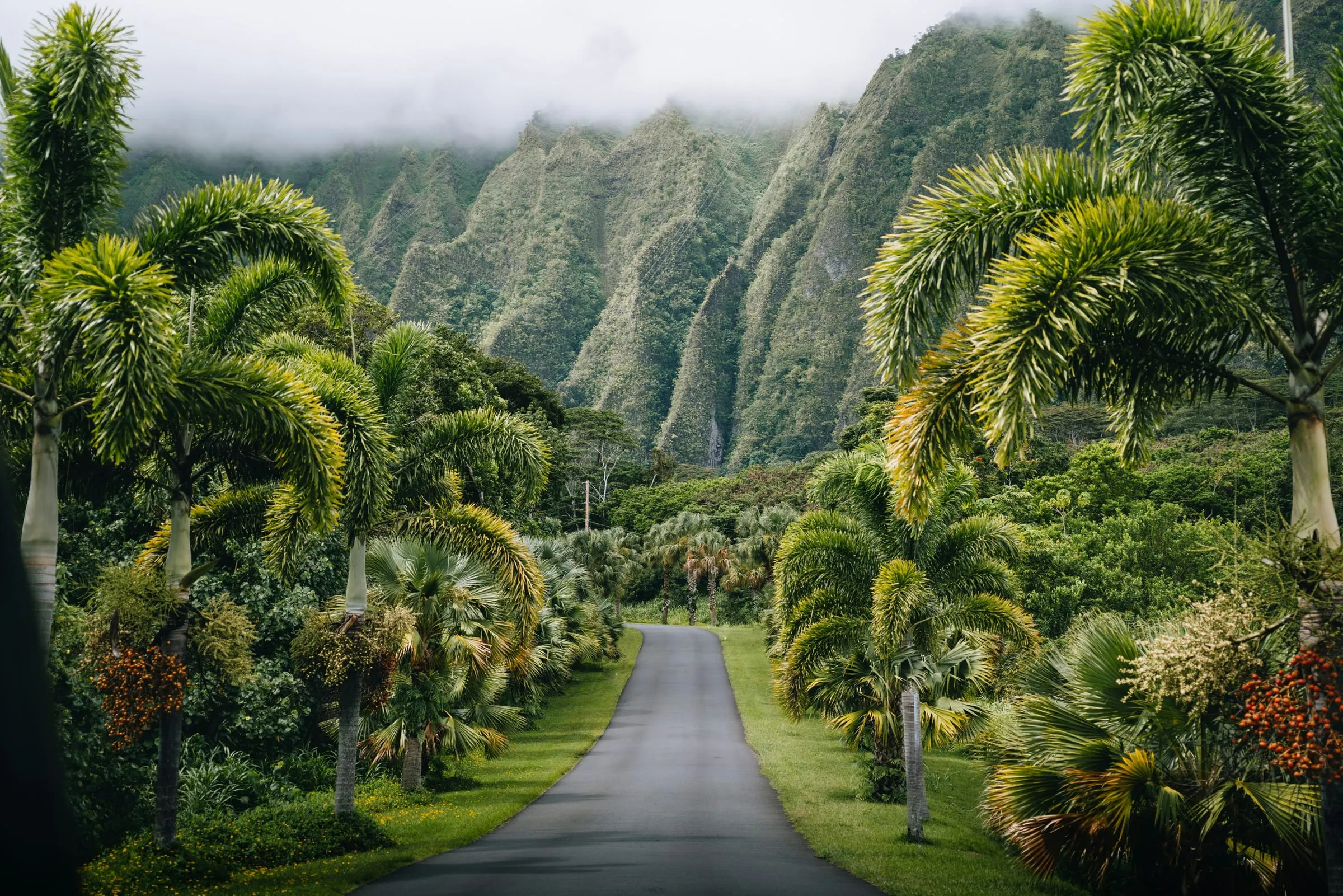 Volcanic green cliffs dropping to the Pacific Ocean in Hawaii.